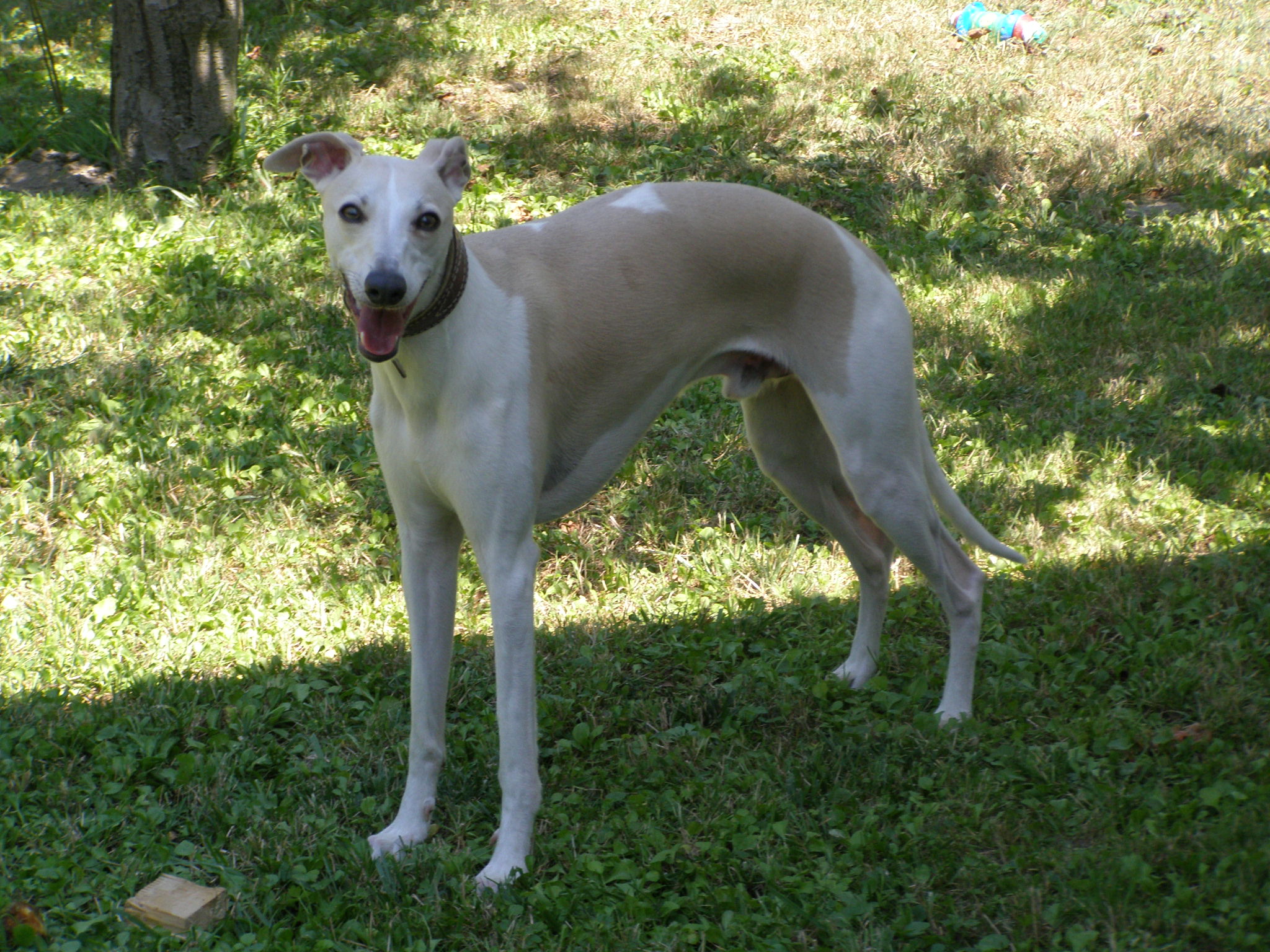 Rabitko zahrada (5).jpg