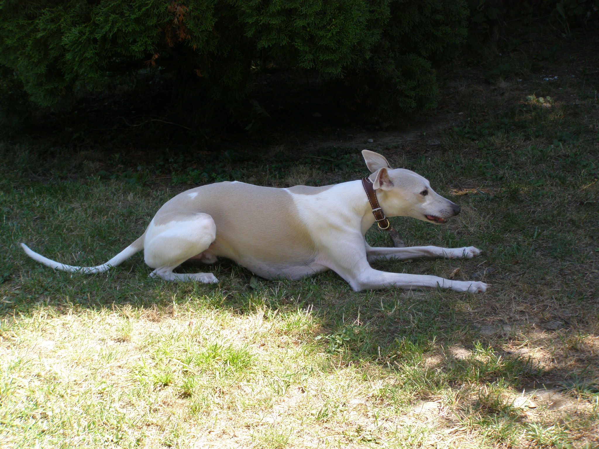 Rabitko zahrada (10).jpg