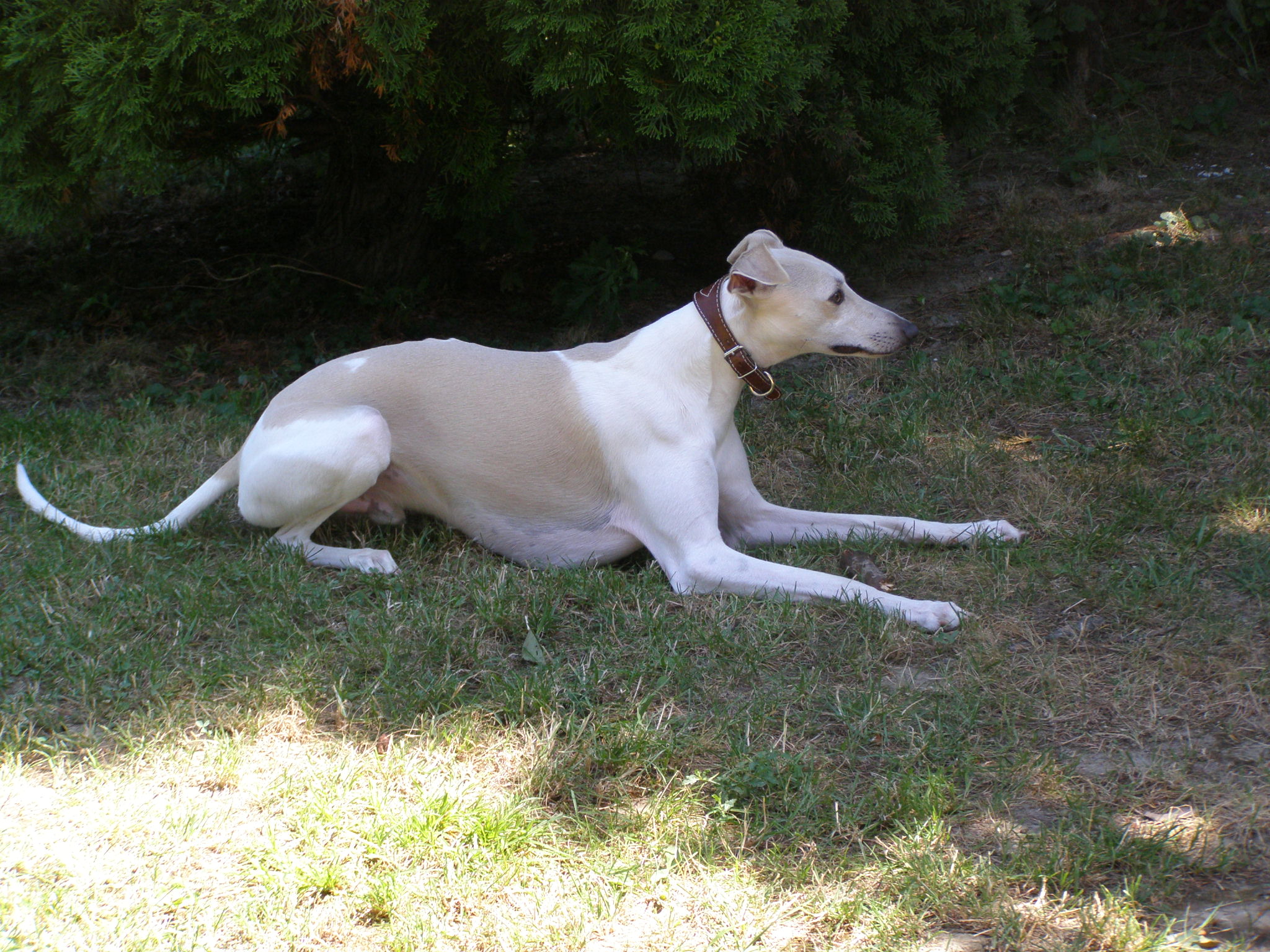 Rabitko zahrada (12).jpg