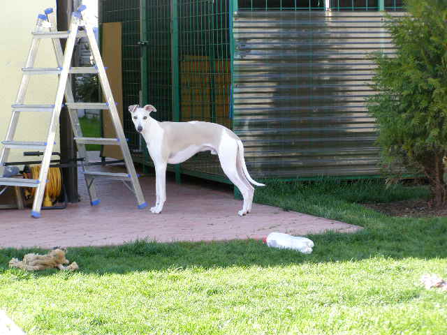 Obrázok 111.jpg
