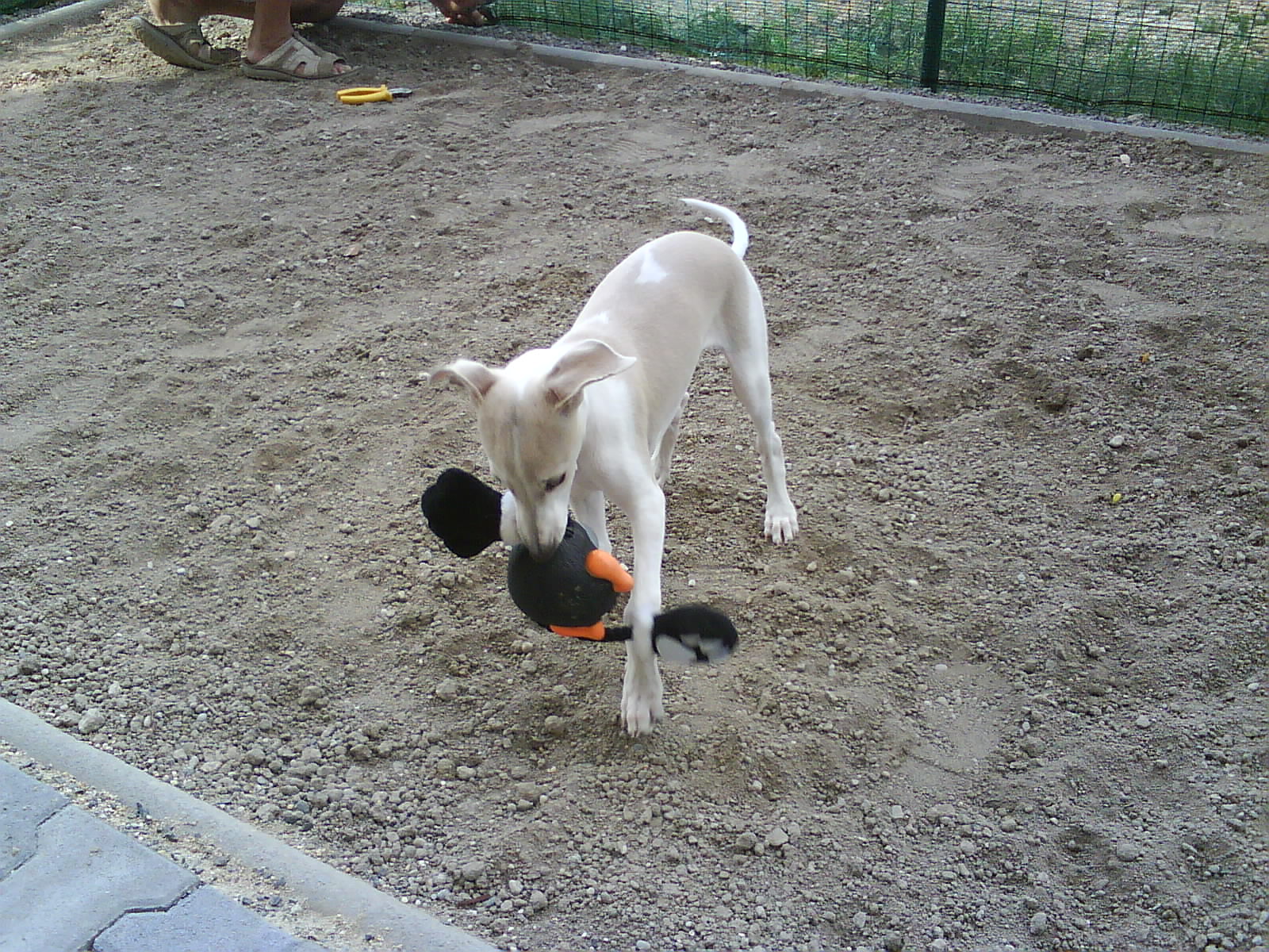 Rabit 001.jpg