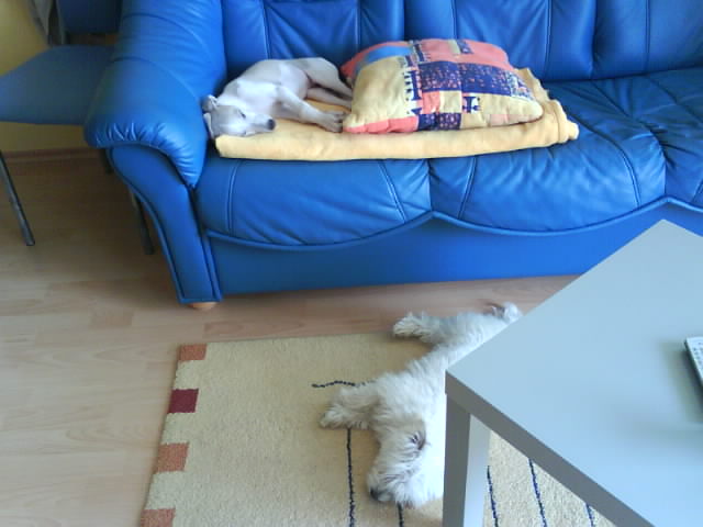 Rabit 008.jpg