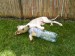 Rabit 006.jpg