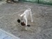 Rabit 001.jpg